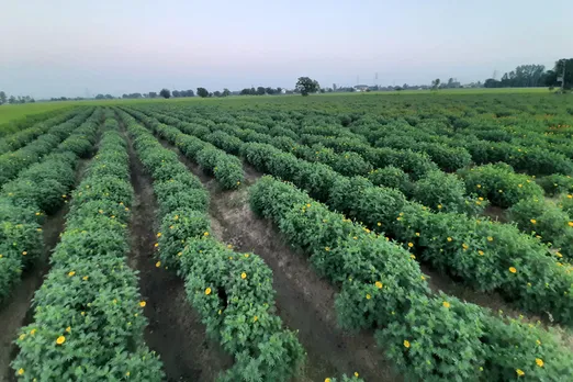 Cost of cultivating marigold is about Rs20,000 to Rs25,000 per acre. The plant starts flowering from the third month. Pic: Nirman Flower Farm 30stades
