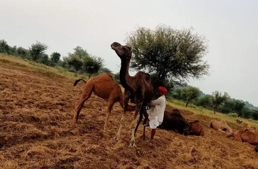 Rajasthan’s Camel Charisma builds a superfood business with camel milk and cheese