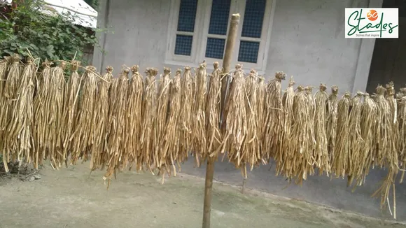 Hyacinth stems drying in the sun. They will be flattened and trimmed before weaving. Pic: Bipin Kalita 30 stades