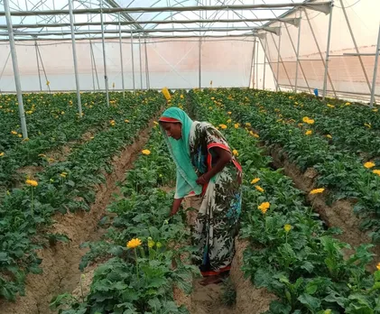 Kusum Devi works at the polyhouse and also gets the time to look after her own small farm. Pic: courtesy Abhinav Singh