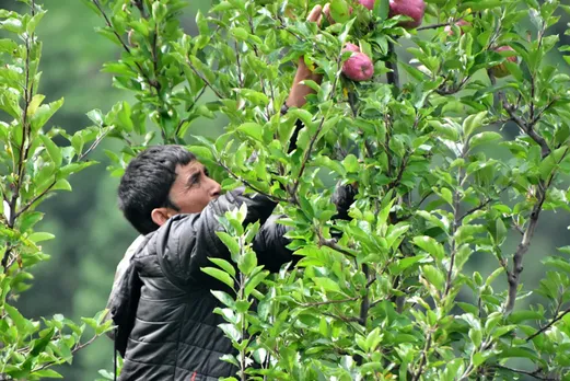 A farmer harvesting apples from his orchard in Kinnaur. The growers are paid fair rates by Kayang. Pic: Kayang 30stades