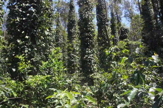 Adavi: organic coffee that brewed a new life for Karnataka’s Soliga tribe