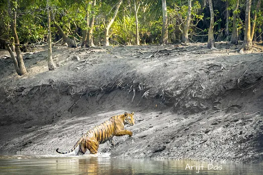 Sundarbans mangroves are home to 96 tigers, as per the Tiger Census 2021 by the West Bengal Government. Pic: Arijit Das
