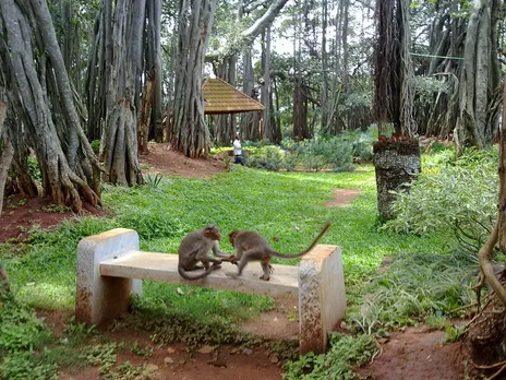 Dodda Alada Mara Banyan tree in Bangalore Urban district, Karnataka is home to hundreds of monkeys. Pic: Wikipedia 30stades