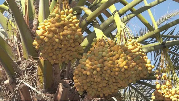 Each plant can produce 60-70kg of dates annually. Pic: Radhika Organic Farm 30 stades