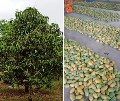 Organic mango from Veljibhai's farm. He uses only cow dung and cow urine mixed with water. Pic: Kesar Farm 30stades