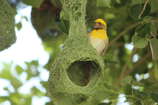 Weaver birds began thronging Maruvan after Dabda grass, which they use for weaving nests, was restored. Pic: Maruvan 30stades