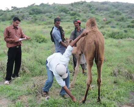Gujarat government's Animal Husbandry department has rolled out free vaccination and other schemes for Kharai breeders. Pic: KUUMS 30 STADES
