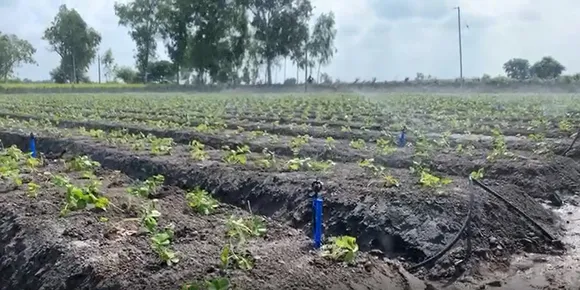 Jaskaran uses a combination of drip and sprinkler irrigation for strawberry farming. Pic: Jaskaran Singh 30stades