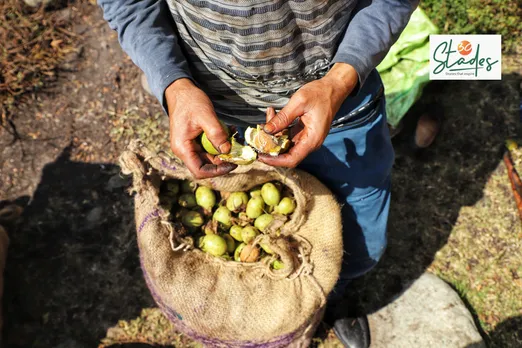 The green outer covering of walnut is removed manually. Pic: Umaid Mukhtar 30stades