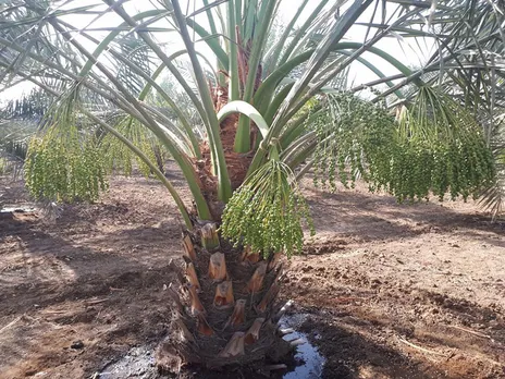 Date trees start bearing fruits from the third year after plantation. Pic: Radhika Organic Farm