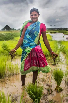 Aamon's 5,000 women members are preserving native rice varieties in Bengal’s Jhargram district. Pic: PRADAN 30STADES