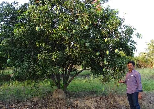 Jagdeesh Reddy's naturally grown and ripened mangoes fetch more than double the market rates. Pic: Facebook/@thenaturefarming 30stades