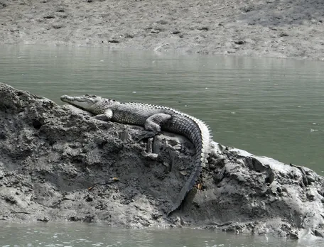 Crocodile attacks are common in Sundarbans. 