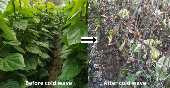 The impact of cold wave on betel leaf crop this January. Pic: by Naveen Chaurasia, Nawada 