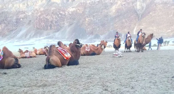 A ride on the Bactrian camels is a must for tourists visiting the Nubra Valley. Pic: Nasir Yousufi