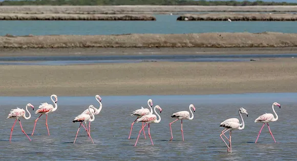 The waters of the Arabian Sea draw in a large variety of birds. Pink Flamingos at Pirotan. Pic: Gujarat Tourism 30stades