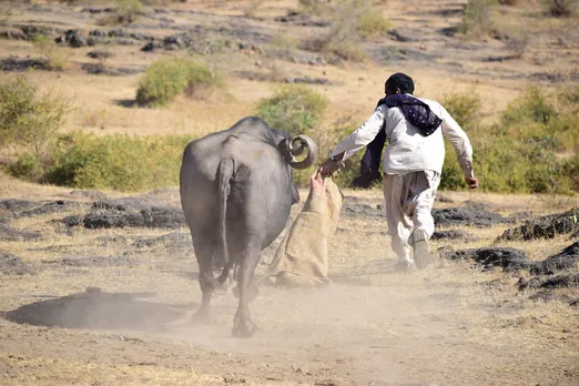 Living with lions: How Maldharis & Rojamdars of Gir are helping in the conservation of endangered Asiatic lion, 30 stades, Gujarat