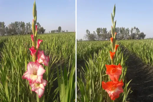 Gladiolus is sold at Rs5 per stick in the wholesale market. Pic: Nirman Flower Farm
