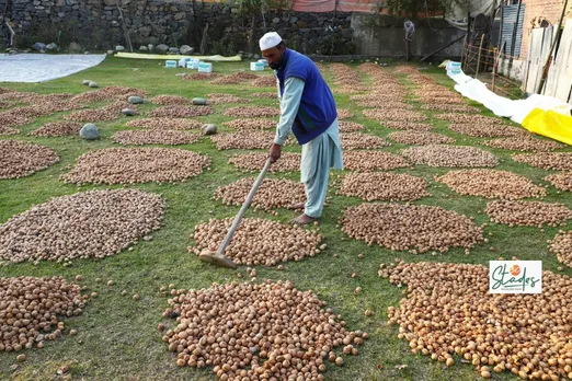 After being washed in streams, walnuts are dried for some days under the sun. Pic: Ubaid Mukhtar 30stades