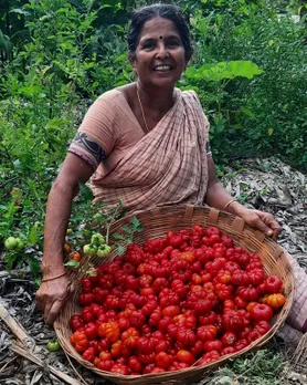 Savithri Amma, one of the seed keepers working with HOOGA. She is conserving native tomato variety. Pic: HOOGA 30STADES