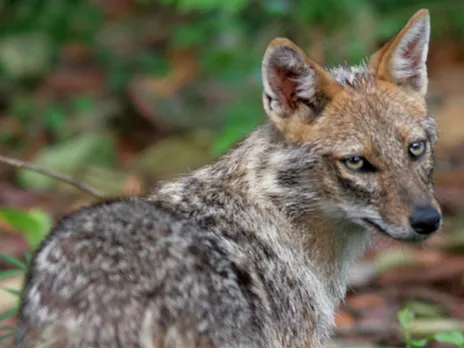  Mammals like Golden Jackal, Indian Mongoose, Wild Boar, and Flying Fox still roam in Godrej mangroves. Pic: courtesy Godrej & Boyce