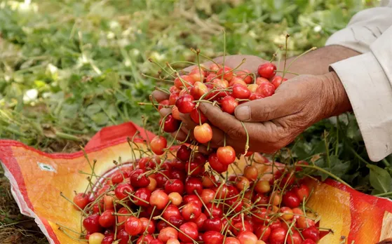 Cherries, strawberries and apples rotted in Kashmir as the fruits couldn't be transported out of the valley due to COVID lockdown. Farmers, already under debt, booked huge losses. Pic: Wasim Nabi