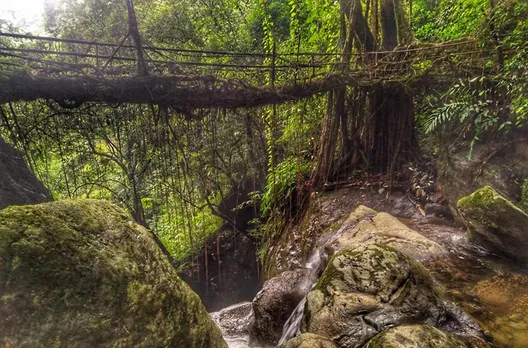Living root bridges can last upto 500 years. Pic: Living Bridges Foundation 30stades