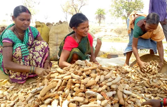 Tribal women with forest produce which is sold through the Farmers Producer Organisation. Pic: through Nirmaan