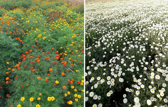 The Singhs now cultivate gladiolus, marigold, chrysanthemum and Jafri over 10 acres of land. Pic: Nirman Flower Farm 30stades