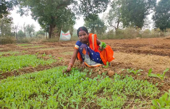 Women in Dantewada are shifting from making mahua liquor to organic farming thanks to Bhoomgaadi's handholding. Pic: Bhoomgaadi 30stades