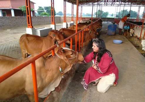 The cows feed on organic fodder and are administered only traditional medicines and herbs when needed. Pic: Revnar Foods 30stades