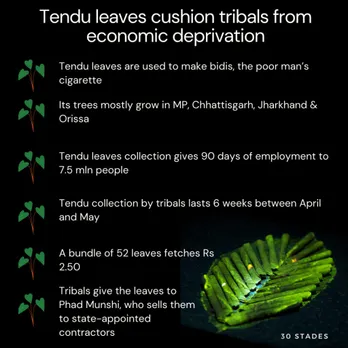 Tendu leaves cushion tribals from economic deprivation during COVID-19, bidi, poor man's cigarette, 30stades, tribal population, sustainable living, india, mp, odisha, chhatisgarh, jharkhand, statistics, infographic