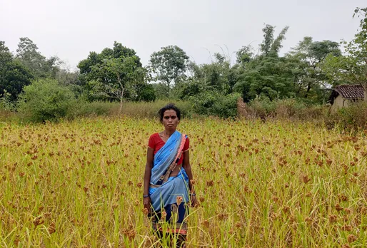 Around 2,000 families in some 60 villages of Jamui are now growing millet after Pradan's intervention. Pic: Pradan 30stades