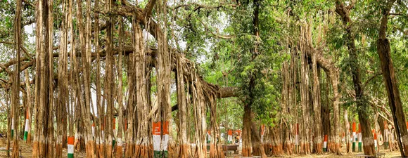 Kabirvad, the great Banyan in Bharuch, Gujarat. Pic: Gujarat Tourism 30stades