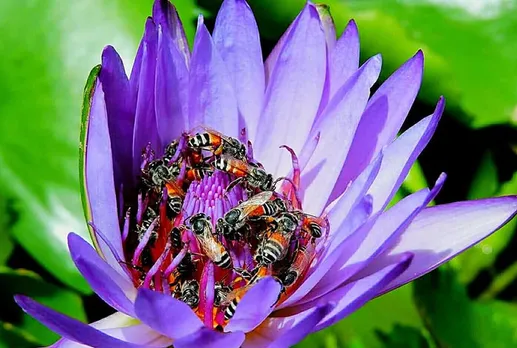 Florea bees visiting Water Lily. Bees are the largest players of pollination, a process crucial to crop production & biodiversity conservation. Pic: Bee Basket 30stades