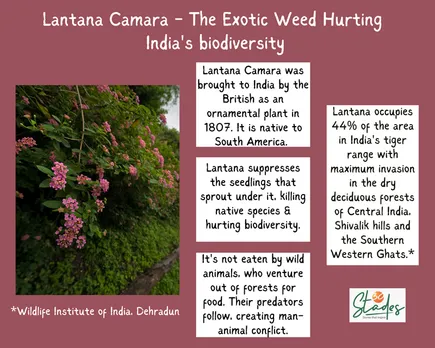 Lanatan Camara exotic weed from south america hurting India's biodiversity. facts statistics 30stades