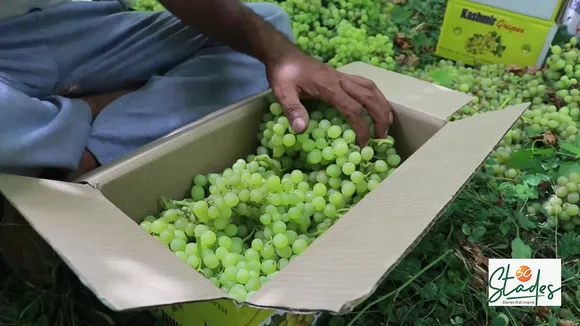 Repora: Kashmir's grape village, international quality grape, berry, Italy, harvest in August 30 Stades Hussaini grapes jammu and kashmir