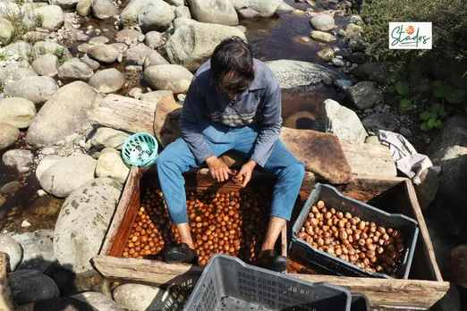 Walnuts are repeatedly washed in water streams. Pic: Ubaid Mukhtar 30stades