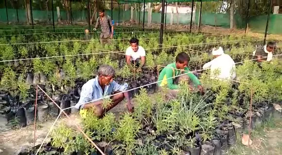 Utkrisht Pandey employs permanent as well as temporary workers on the farm. Marcelone Agrofarm has sold 60,000 saplings of sandalwood so far. Pic: Marcelone Agrofarm 30stades