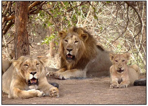 Maldharis of Gujarat's Gir Forest live in harmony with the Asiatic Lions, an endangered species. Pic: Wikipedia 30stades
