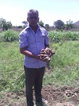  Chivate holds the record for growing a single ginger rhizome weighing 7 kg. Pic: through Sudeep Chivate 