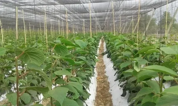 Mandeep uses a combination of drip and sprinkler irrigation using water from the streams of Shivalik Hills. Pic: Swaastik Farms