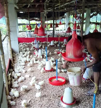 Poultries in Gaighata feed livestock with feed that is often contaminated with arsenic. The toxins accumulates in their body and is passed on to humans through eggs, meat etc. Pic: Partho Burman 30stades