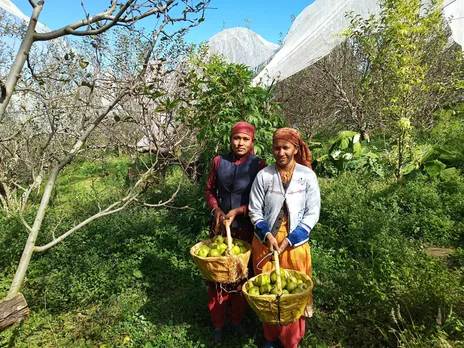 Fruit Bageecha procures fruits from about 100 marginal farmers within 3-4km radius from Kotgarh. Pic: Fruit Bageecha 30stades