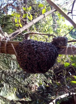 A bee colony shifted on a tree close to Laxmi Road, Nulkar Wada, Pune. Pic: Bee Basket 30stades