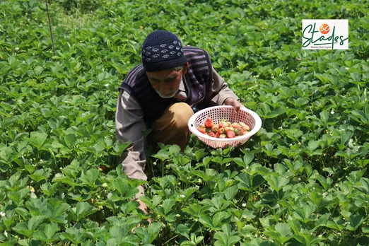 Strawberry harvest season lasts just a few days in Kashmir. Pic Wasim Nabi