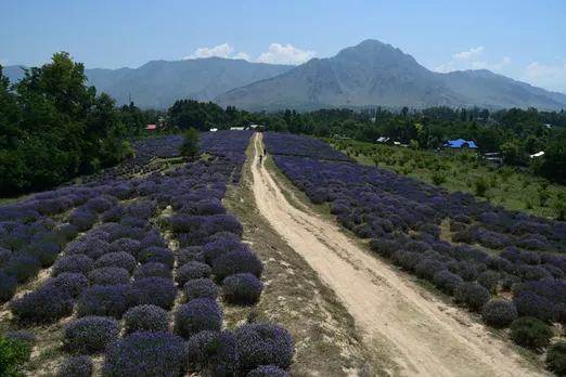 Lavender Cultivation was launched under the Aroma Mission in 2016. Pic: Wasim Nabi 30stades