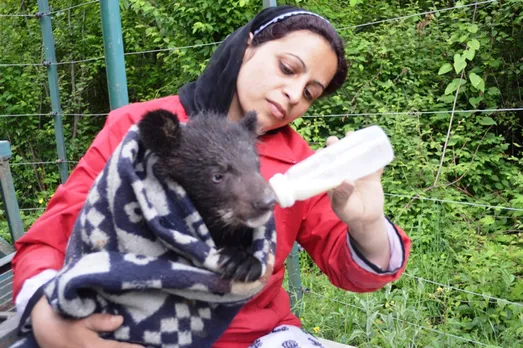 Wildlife SOS Project Manager Aaliya Mir feeding milk to a bear cub separated from his mother. Pic: courtesy Aaliya Mir