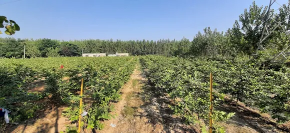 Guava plants start fruiting in the third year. Pic: courtesy Rajeev Bhaskar 30stades